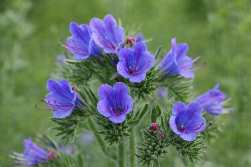 گل گاو زبان