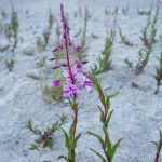 گیاه آتش در برف و سرمای روسیه