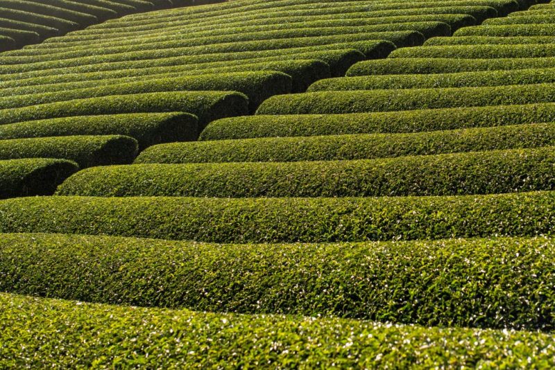 کشت چای در ژاپن