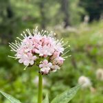 گل سنبل الطیب