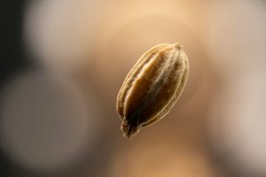 یک دانه زیره از نمای نزدیک