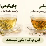 تصویرسازی مقایسه چای کوهی ایرانی و آویشن با دو فنجان دمنوش