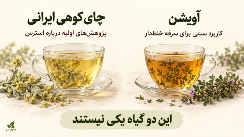 مقایسه چای کوهی و آویشن؛ کاربردها و تفاوت‌ها