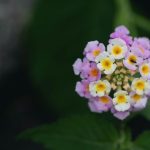 گل شاه پسند بنفش