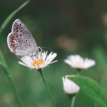 پروانه ای نشسته روی گل بابونه