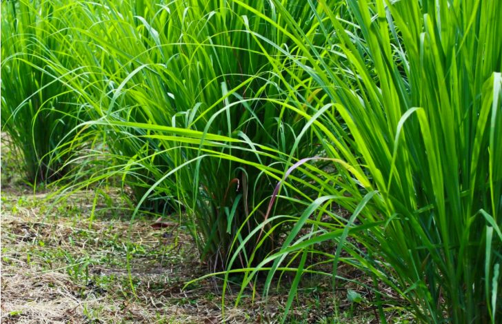 بوته های علف لیمو در زمین و چیده نشده