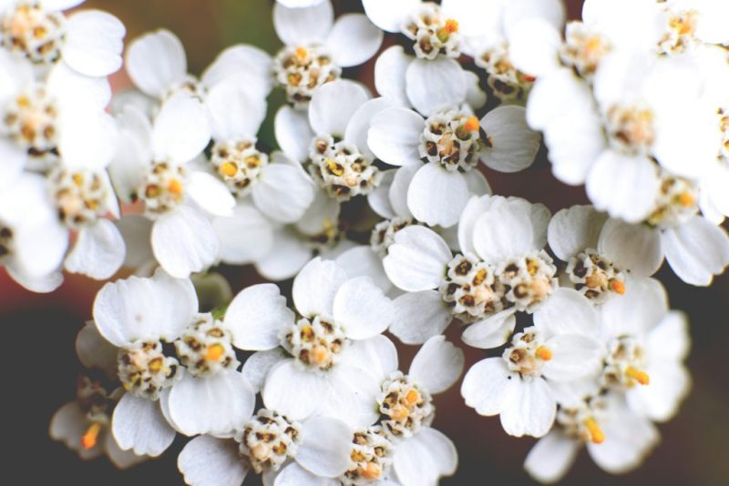 گل های سفید بومادران از نزدیک