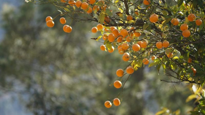 درخت مرکبات