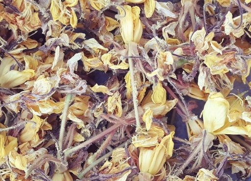 گل های پامچال خشک شده برای تهیه دمنوش