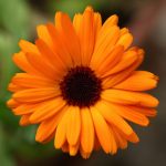 گل همیشه بهار از نمای نزدیک و متمرکز