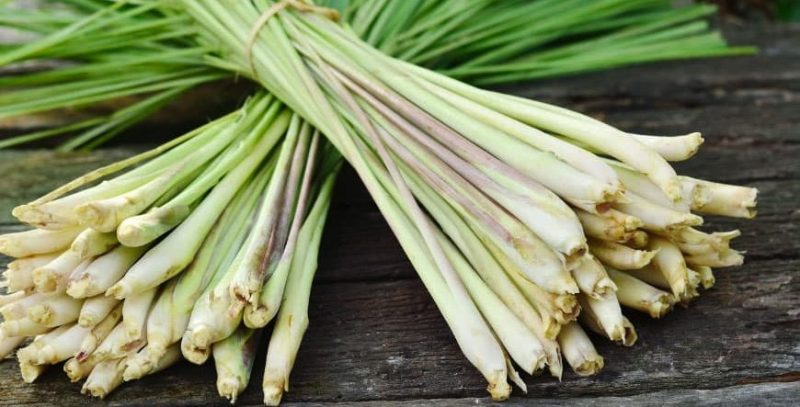 دو دسته ساقه های علف لیمو چیده شده