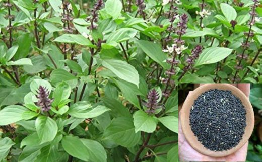 دانه های گیاه ریحان که از گل های آن به دست می آید