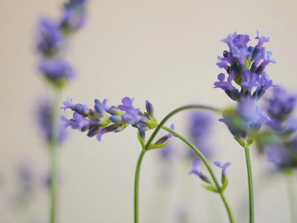 گل بنفش اسطوخودوس با رایحه آرامش بخش