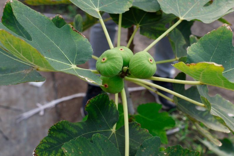 انجیر نارس روی درخت 