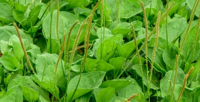 برگ های سبز گیاه بارهنگ