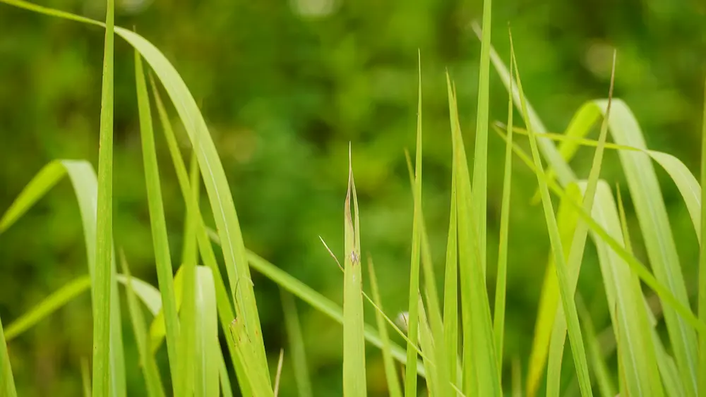 برگ های علف لیمو چیده نشده