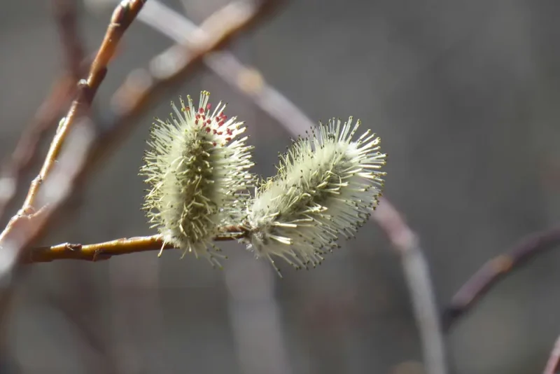 گل بیدمشک روی شاخه درخت از نمای نزدیک