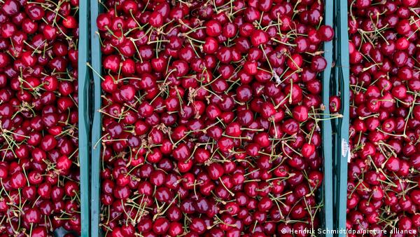 جعبه های آلبالو به صورت عمودی