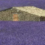 خانه ای با حس آرامش در میان مزرعه لوندر