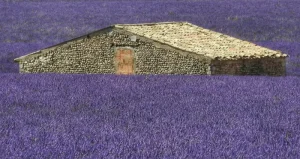 خانه ای با حس آرامش در میان مزرعه لوندر