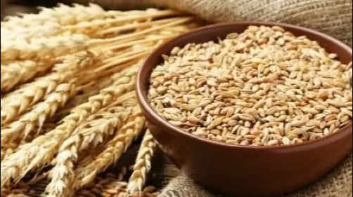 دانه بارهنگ در کنار شاخه و خوشه خشک شده