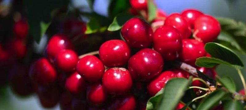 دانه های چری روی درخت