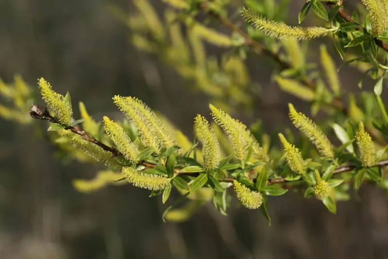 درخت بیدمشک در طبیعت