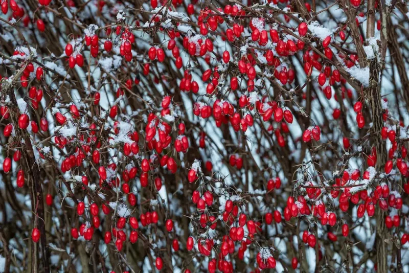 دانه های قرمز زرشک روی درخت با خواص و فواید کاهش قند