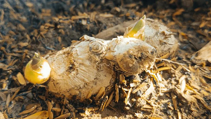 ساقه زمینی زنجبیل قسمت مورد استفاده آن است