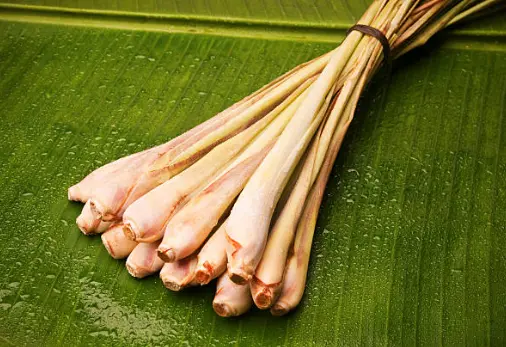 علف لیمو با طبع گرم