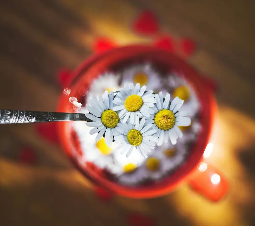 لیوان قرمز پر از بابونه با خواص آرام بخش
