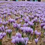 مزرعه زعفران با گل های بنفش پر فایده