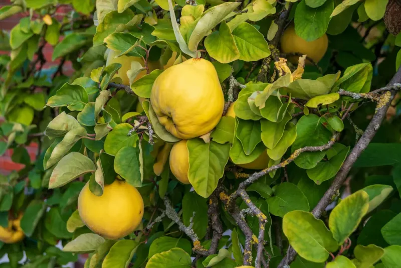 به های تازه و زرد روی درخت به برای تهیه به دانه