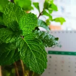 نعناع گیاه دارویی معطر با خواص زیاد