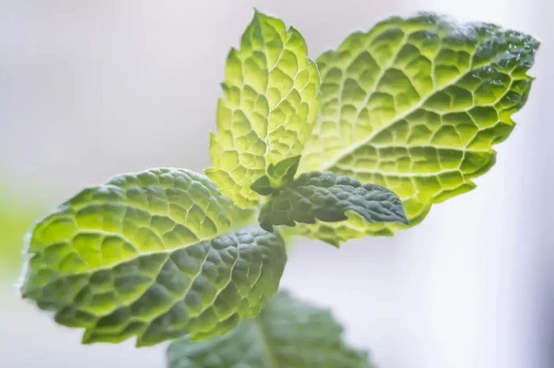 برگ های گیاه مینت با خاصیت ضد نفخ