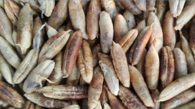 هسته های خرما شسته شده