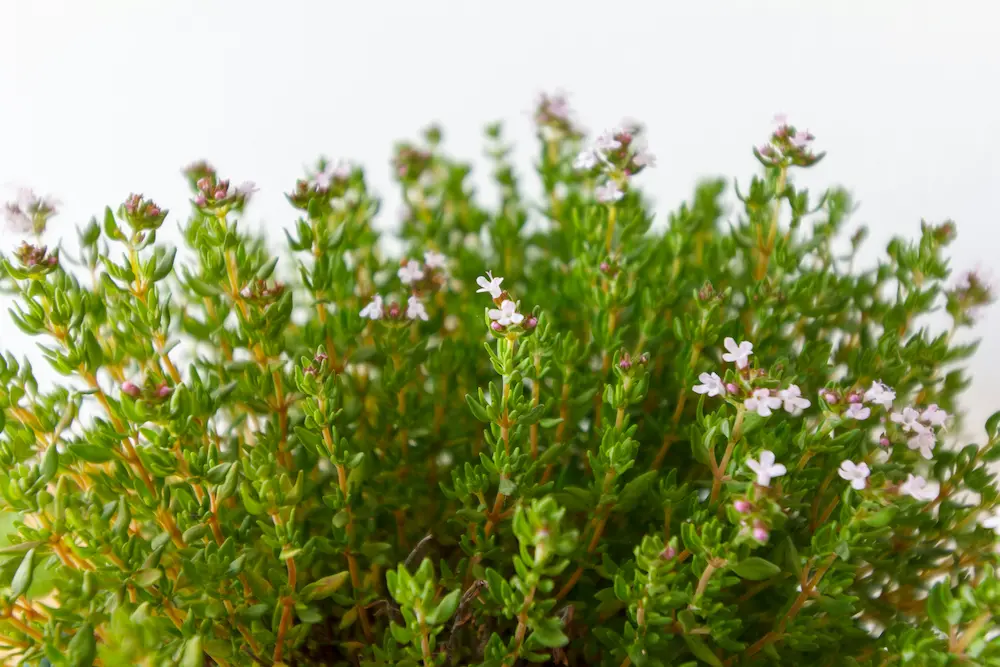 گیاه آویشن با برگ های سبز معطر با خواص درمانی