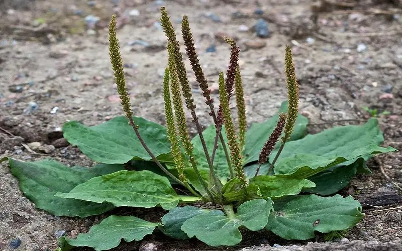 گیاه بارهنگ با برگ و دانه روی زمین