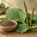 برگ، گل‌آذین و دانه‌های بارهنگ Plantago major