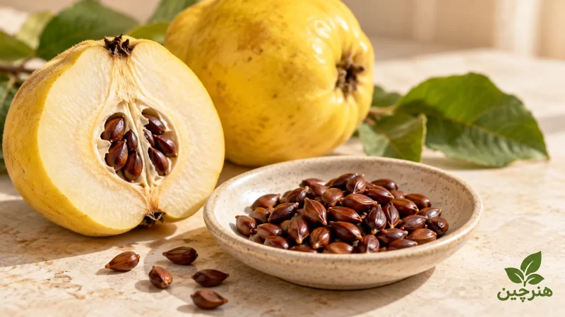 به‌دانه چیست؟ خواص، طبع و روش مصرف