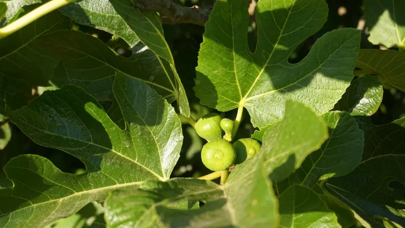 درخت انجیر سبز