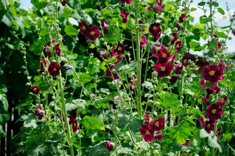 گل های ختمی در باغ