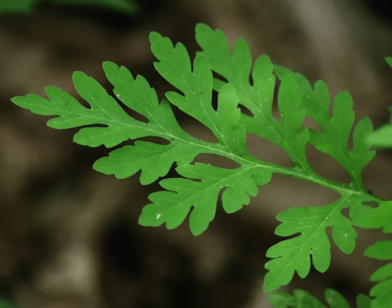 برگ شاه تره با خواص بسیار زیاد برای پوست