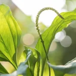 بارهنگ چیست