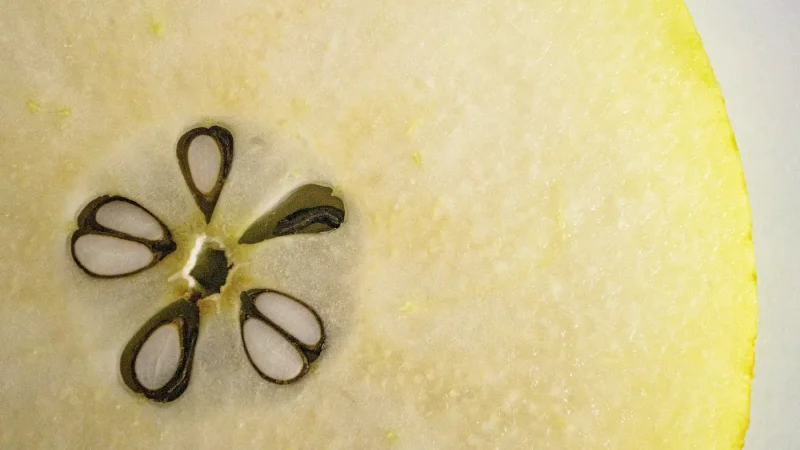 دانه های وسط میوه به با لعاب و خواص درمانی مفید