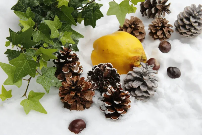 میوه به در کنار میوه کاج روی برف سفید