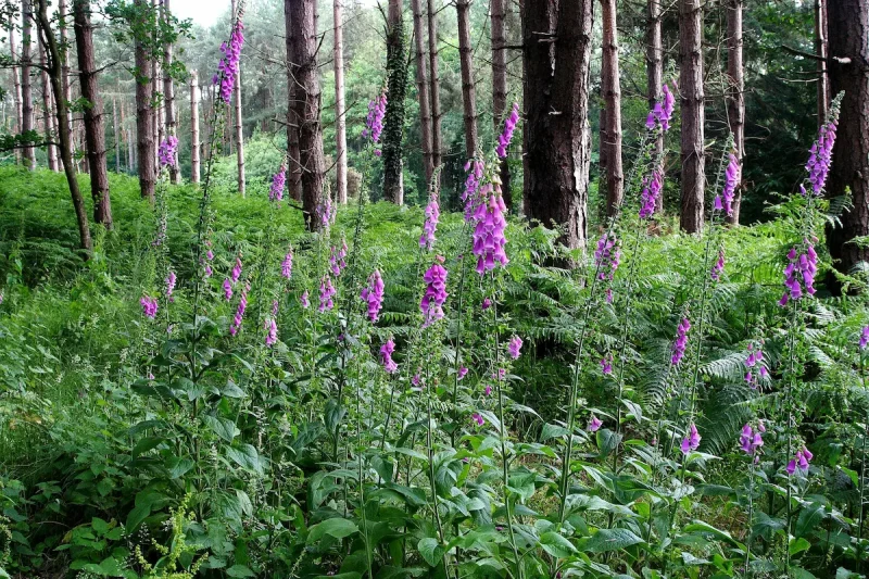 شاه‌تره گیاهی خودرو در طبیعت