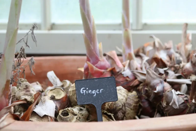 ریشه های زنجبیل