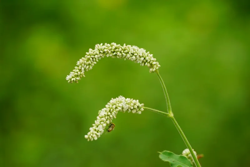 دانه های گیاهی تازه