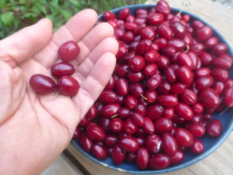 زغال اخته تازه در دست با خواص ضد التهابی